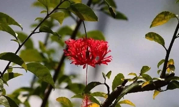 四季开花的室内盆栽，四季都可以看到花朵！