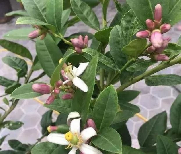 盆栽果树——当年结果，花美、果美、树更美！