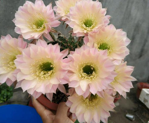 三季开花“开花机器”，是阳台盆栽佳品！
