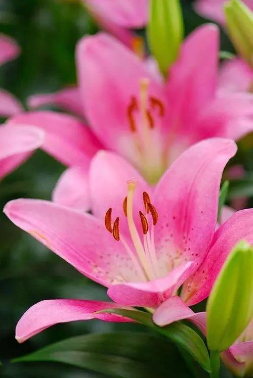 盆栽百合花开不断，学学花期“控制术”