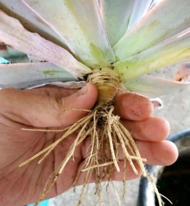 养护多肉植物如何让它健康旺盛生长？